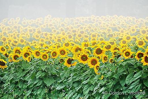 Sunflower Field In Fog_P1170635.jpg - Photographed near Kirkfield, Ontario, Canada.